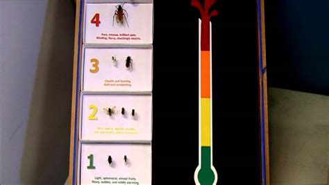 His <b>index</b> is based on four levels, from least painful to most painful. . Executioner wasp sting pain index